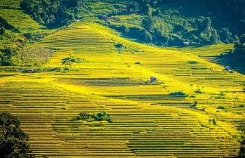 Ngỡ ngàng với mùa vàng Sa Pa