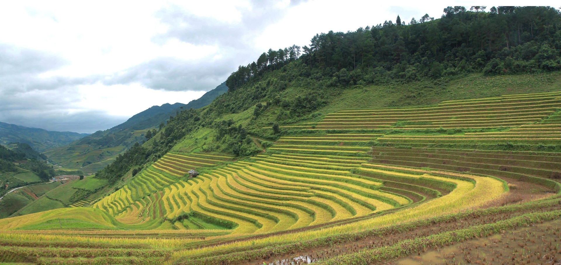ngay-ngat-voi-mua-vang-tay-bac-o-hang-dang-de