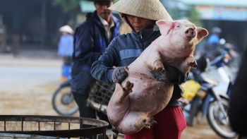 Giá heo hơi hôm nay 20/10: Tiếp tục điều chỉnh trên cả nước