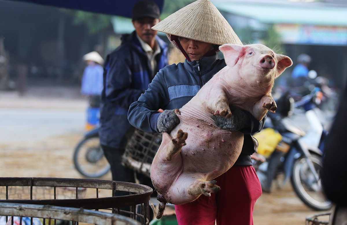 gia-heo-hoi-hom-nay-2010-tiep-tuc-dieu-chinh-tren-ca-nuoc