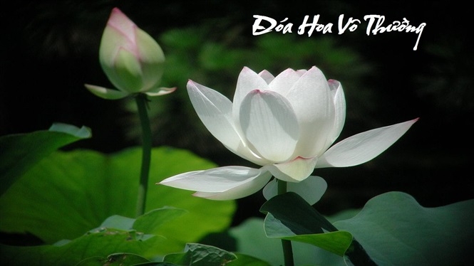 doa hoa vo thuong