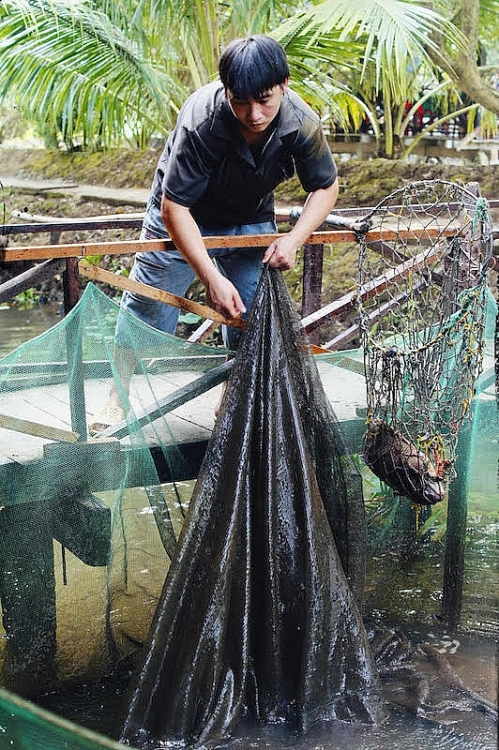 Đến cầu Rạch Miễu, hưởng ngoạn hai ốc đảo xanh mướt trên sông Tiền Đến cầu Rạch Miễu, hưởng ngoạn hai ốc đảo xanh mướt trên sông Tiền