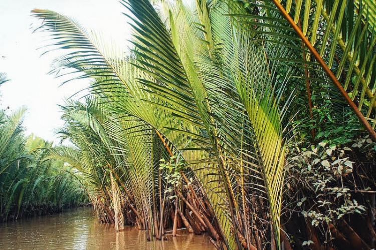 Đến cầu Rạch Miễu, hưởng ngoạn hai ốc đảo xanh mướt trên sông Tiền Đến cầu Rạch Miễu, hưởng ngoạn hai ốc đảo xanh mướt trên sông Tiền
