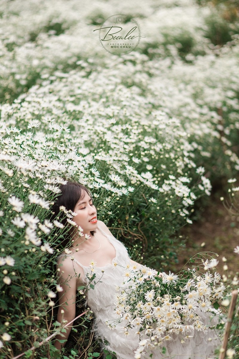 Du lịch Mộc Châu tháng 11: Mộng mơ cúc trắng, ấm áp cam vàng