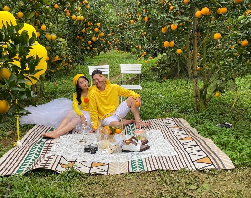 Du lịch Mộc Châu tháng 11: Mộng mơ cúc trắng, ấm áp cam vàng