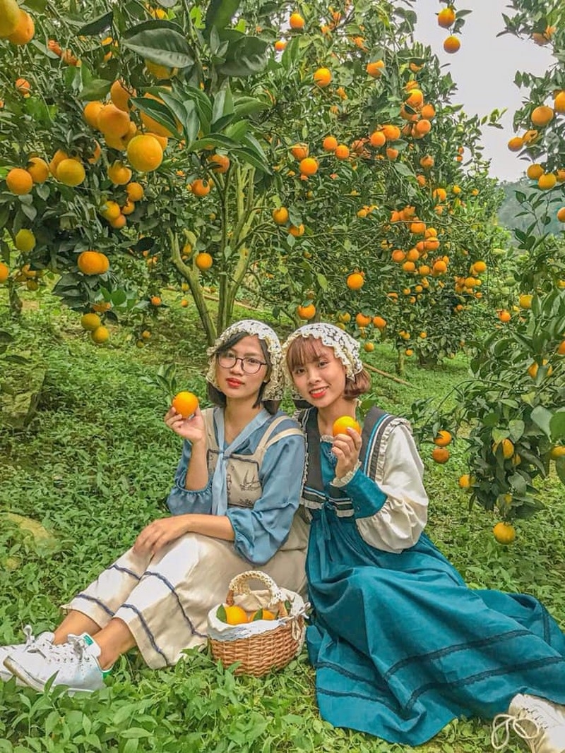 Du lịch Mộc Châu tháng 11: Mộng mơ cúc trắng, ấm áp cam vàng