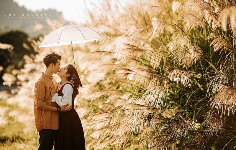 Du lịch Mộc Châu tháng 11: Mộng mơ cúc trắng, ấm áp cam vàng