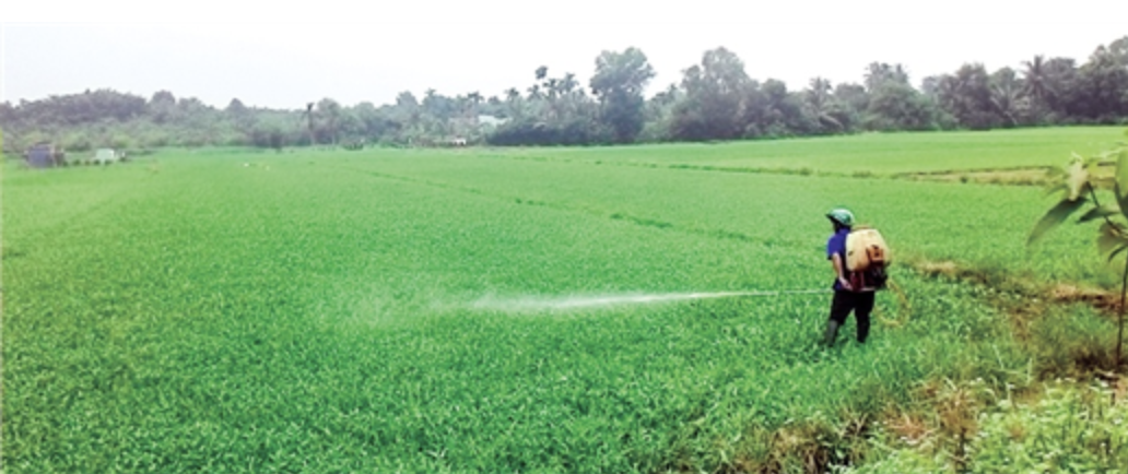 5 cách ăn rau muống sai lầm, dễ rước bệnh vào thân
