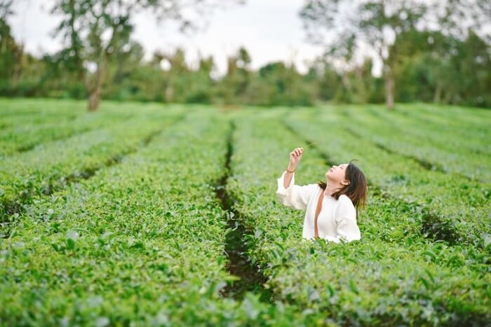 Chơi gì ở Pleiku – Cảnh đẹp tựa tranh vẽ, check-in sương sương mà đẹp mê