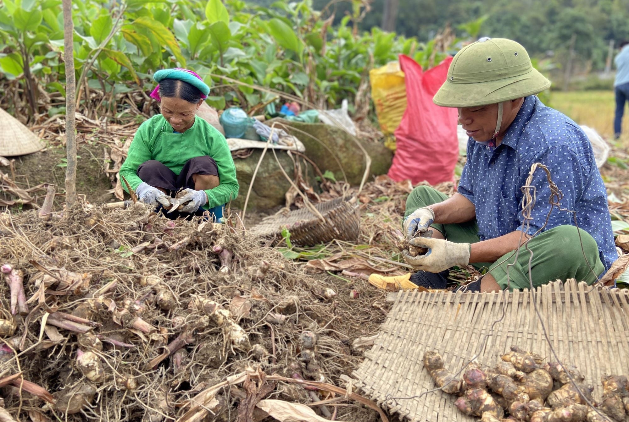 Đặc sản miến dong Bình Liêu