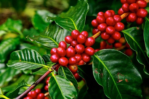 Giá cà phê hôm nay ngày 22/11/2020: Giảm trung bình từ 800 - 1.000 đồng/kg
