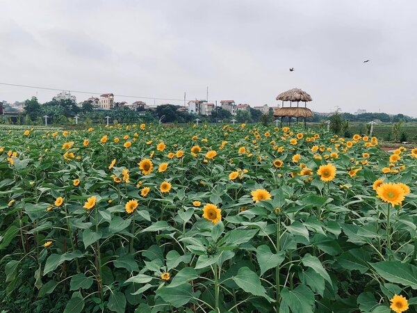 "Đập hộp" điểm "sống ảo" tại thung lũng hoa Nội Bài