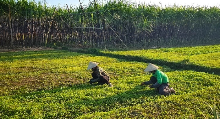 Chiêm ngưỡng làng Hà Cảng – Huế đẹp như tranh vẽ trong bối cảnh phim “Mắt Biếc” chiem nguong lang ha cang hue dep nhu tranh ve trong boi canh phim mat biec