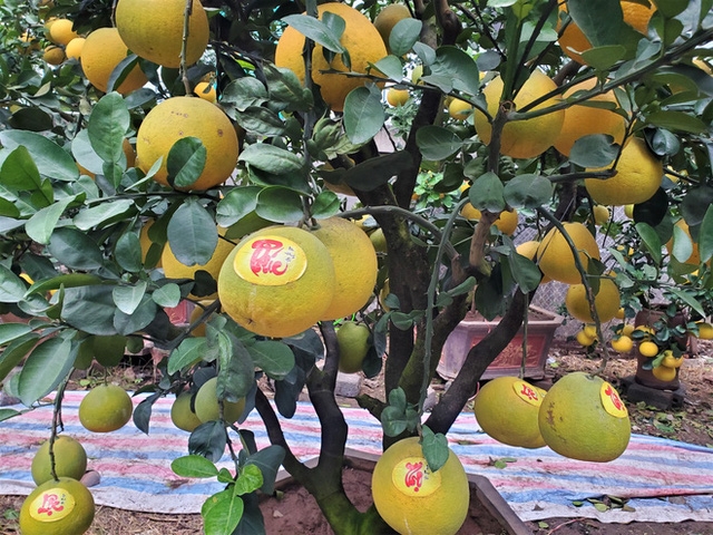 Hà Nội: Ngắm vườn đào, vườn bưởi bạc triệu chơi Tết 2020