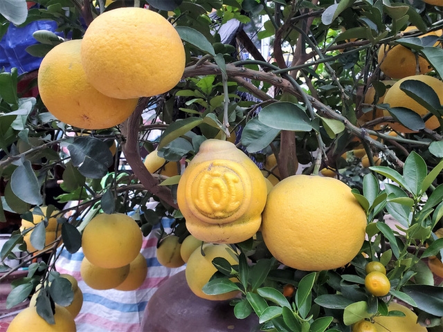 Hà Nội: Ngắm vườn đào, vườn bưởi bạc triệu chơi Tết 2020 Hà Nội: Ngắm vườn đào, vườn bưởi bạc triệu chơi Tết 2020