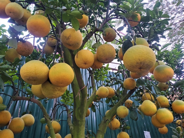 Hà Nội: Ngắm vườn đào, vườn bưởi bạc triệu chơi Tết 2020