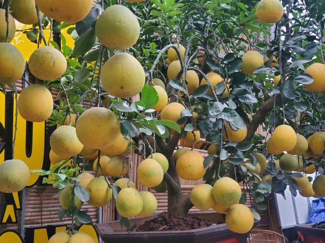 Hà Nội: Ngắm vườn đào, vườn bưởi bạc triệu chơi Tết 2020 Hà Nội: Ngắm vườn đào, vườn bưởi bạc triệu chơi Tết 2020