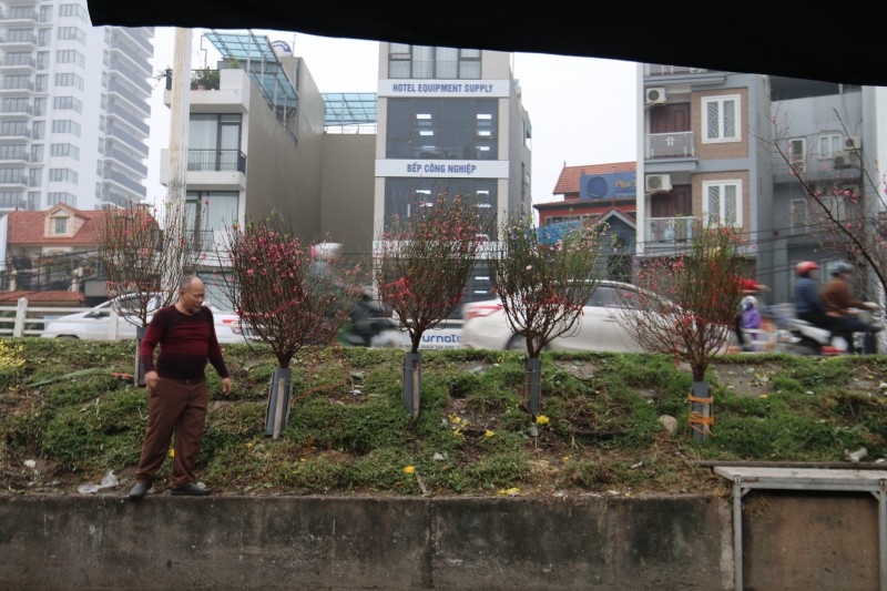 Hà Nội: Ngắm vườn đào, vườn bưởi bạc triệu chơi Tết 2020 Hà Nội: Ngắm vườn đào, vườn bưởi bạc triệu chơi Tết 2020