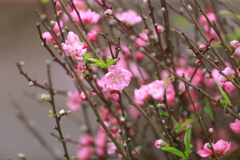 Hà Nội: Ngắm vườn đào, vườn bưởi bạc triệu chơi Tết 2020 Hà Nội: Ngắm vườn đào, vườn bưởi bạc triệu chơi Tết 2020