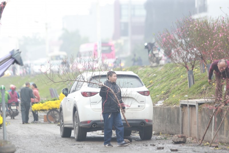 Hà Nội: Ngắm vườn đào, vườn bưởi bạc triệu chơi Tết 2020