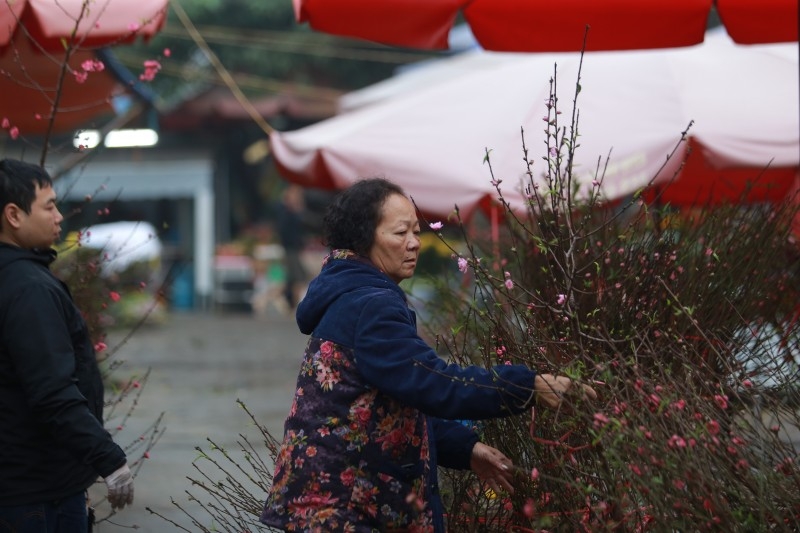 Hà Nội: Ngắm vườn đào, vườn bưởi bạc triệu chơi Tết 2020 Hà Nội: Ngắm vườn đào, vườn bưởi bạc triệu chơi Tết 2020