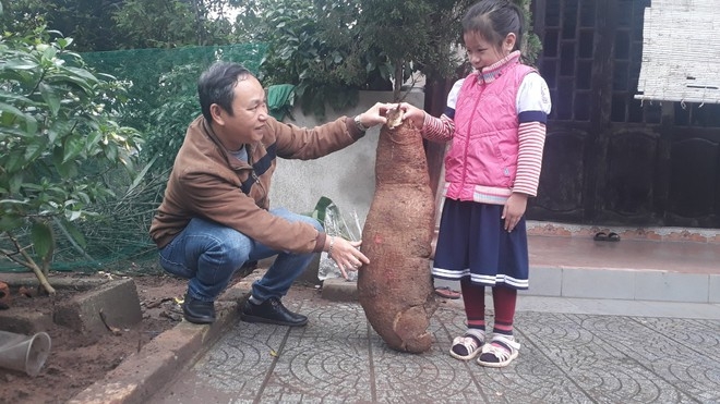 Phát hiện củ sắn to bằng trẻ em ở Thừa Thiên - Huế