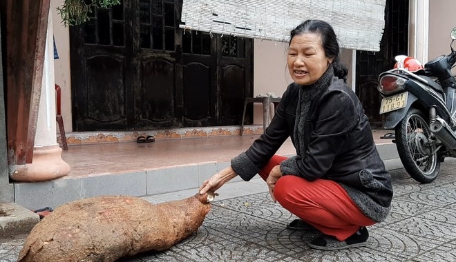 Phát hiện củ sắn to bằng trẻ em ở Thừa Thiên - Huế