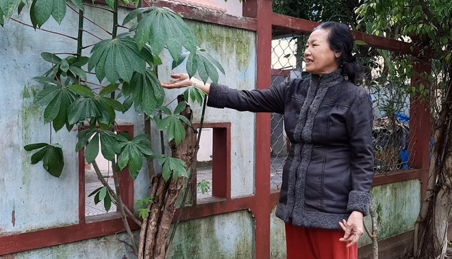 Phát hiện củ sắn to bằng trẻ em ở Thừa Thiên - Huế