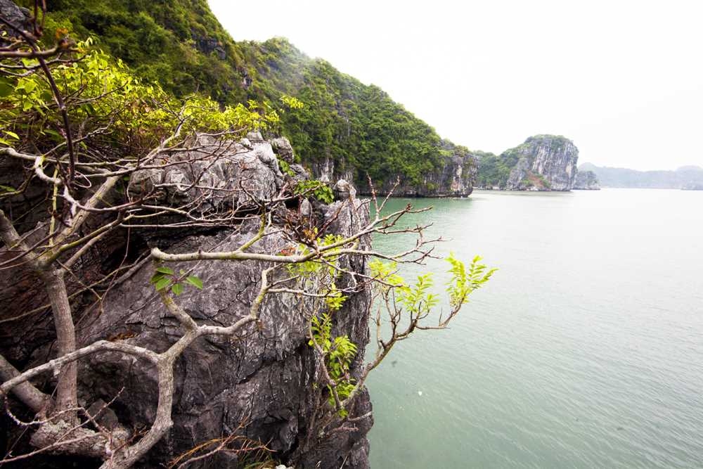 Cảnh đẹp Tùng Ngón Cảnh đẹp tùng Ngón
