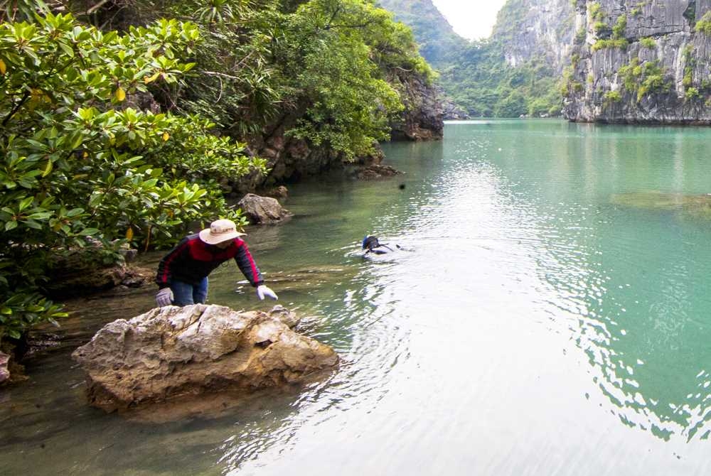 Cảnh đẹp Tùng Ngón Cảnh đẹp tùng Ngón