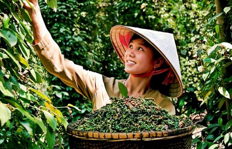 Giá tiêu hôm nay 1/1: Thị trường có nhiều triển vọng