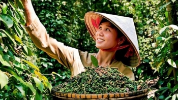 Giá tiêu hôm nay 1/1: Thị trường có nhiều triển vọng