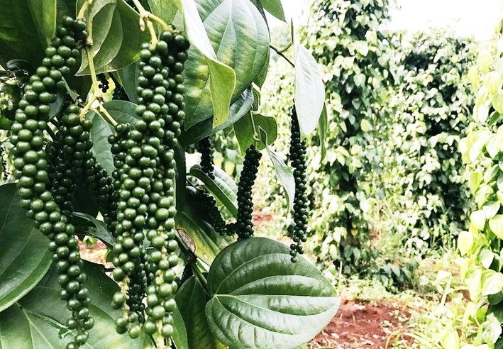 Giá tiêu hôm nay 2/1: Trung Quốc mở biên thương lái tích cực gom hàng