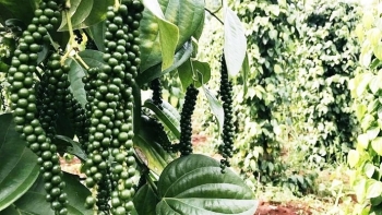 Giá tiêu hôm nay 2/1: Trung Quốc mở biên, thương lái tích cực gom hàng