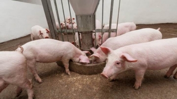 Giá heo hơi hôm nay 4/1: Thấp nhất ở mức 50.000 đồng/kg