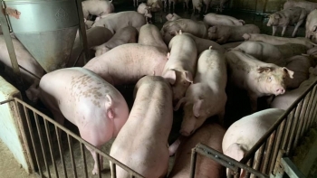 Giá heo hơi hôm nay 5/1: Khu vực miền Nam tăng nhẹ