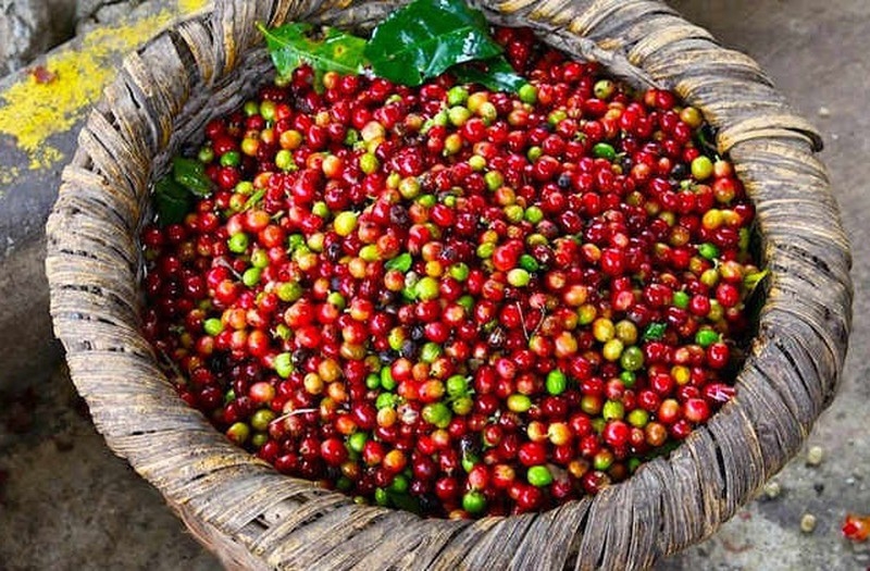 Giá cà phê hôm nay 5/1:  Thị trường cà phê trong nước tăng tích cực