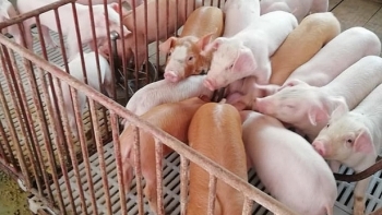 Giá heo hơi hôm nay 6/1: Cao nhất là 54.000 đồng/kg