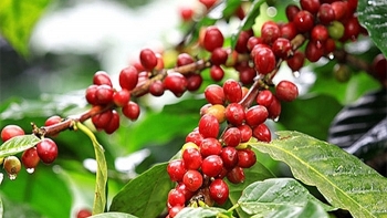 Giá cà phê hôm nay 8/1: Đồng loạt giảm