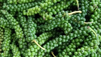 Giá tiêu hôm nay 8/1: Thị trường tích cực
