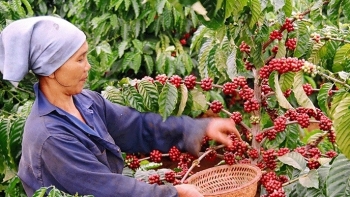 Giá cà phê hôm nay 9/1: Thị trường đối lập