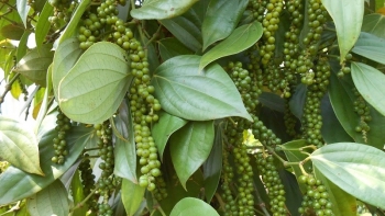Giá tiêu hôm nay 9/1: Duy trì ổn định