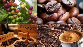 Giá cà phê hôm nay 10/1: Robusta quay đầu tăng