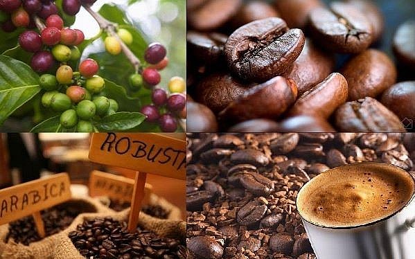Giá cà phê hôm nay 10/1: Robusta quay đầu tăng