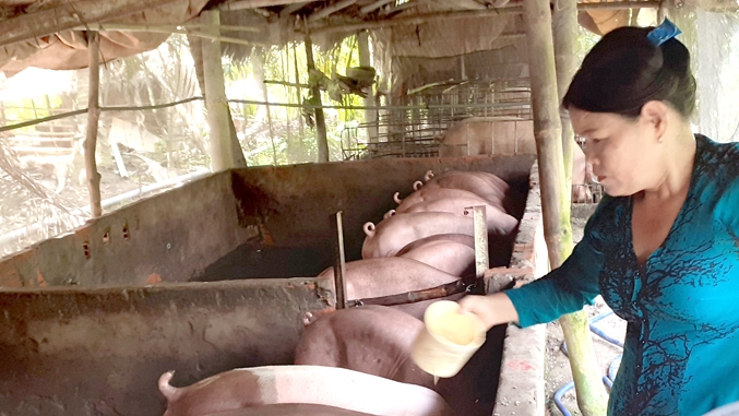 Giá heo hơi hôm nay 14/1: Mức thu mua cao nhất 54.000 đồng/kg