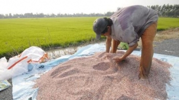 Giá phân bón hôm nay 15/1: Các mặt hàng chững lại