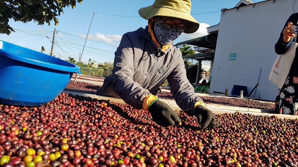 Giá cà phê hôm nay 17/1:  Robusta vẫn trên mốc 1.900 USD/tấn