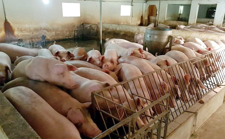Giá lợn heo hơi hôm nay 4/8: Giảm cao nhất 3.000 đồng/kg tại khu vực phía Nam