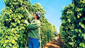 Giá tiêu hôm nay 5/8: Điều chỉnh tăng