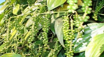 Giá tiêu hôm nay 11/8: Duy trì mức ổn định